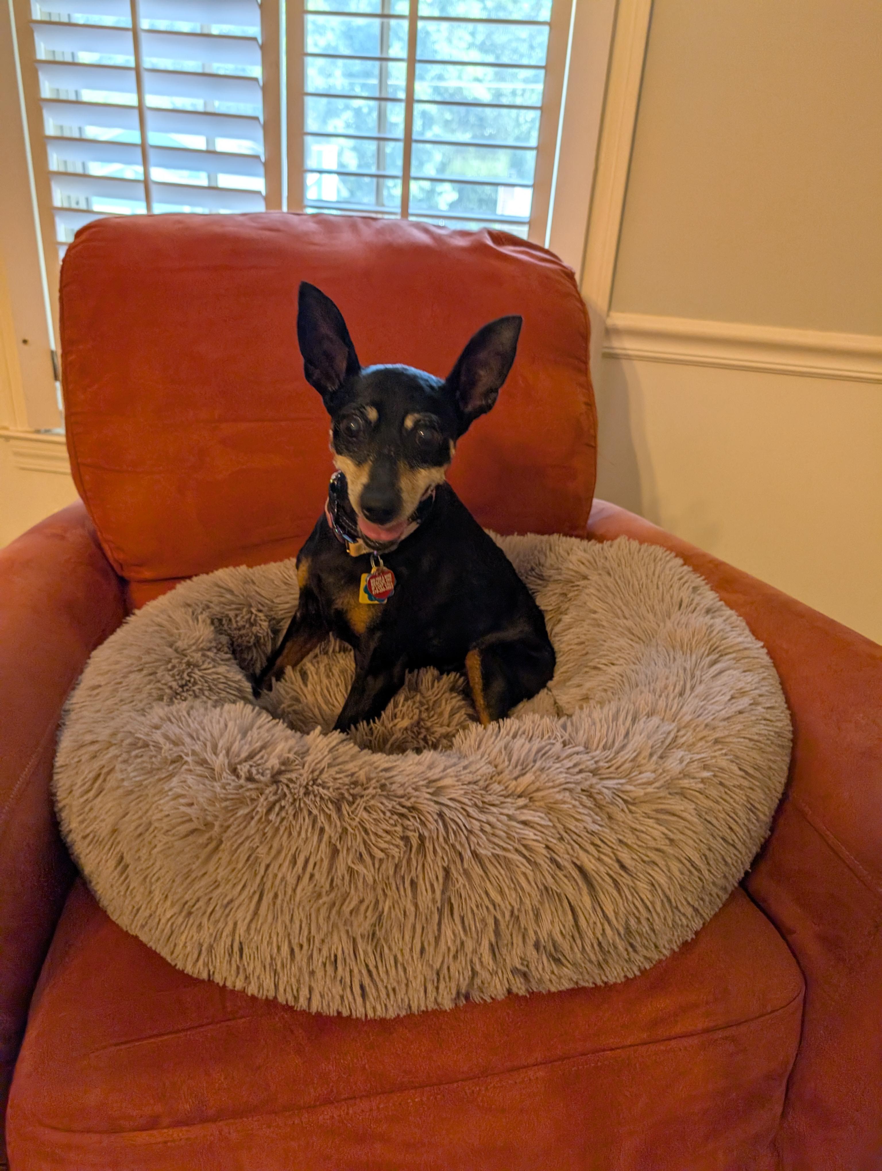 Ari, a Adoptable Miniature Pinscher in Duluth, GA image 3/5