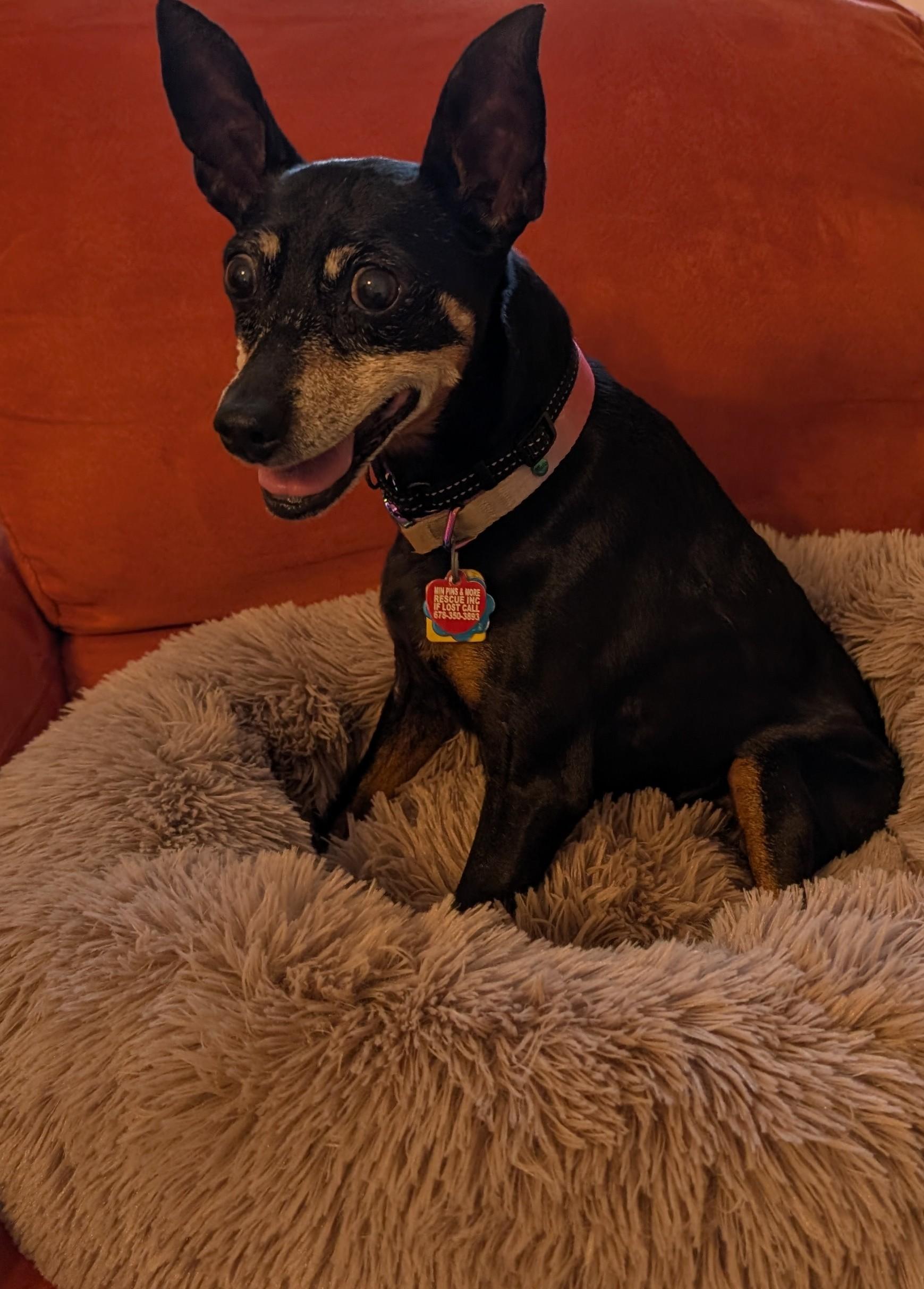 Ari, a Adoptable Miniature Pinscher in Duluth, GA image 4/5