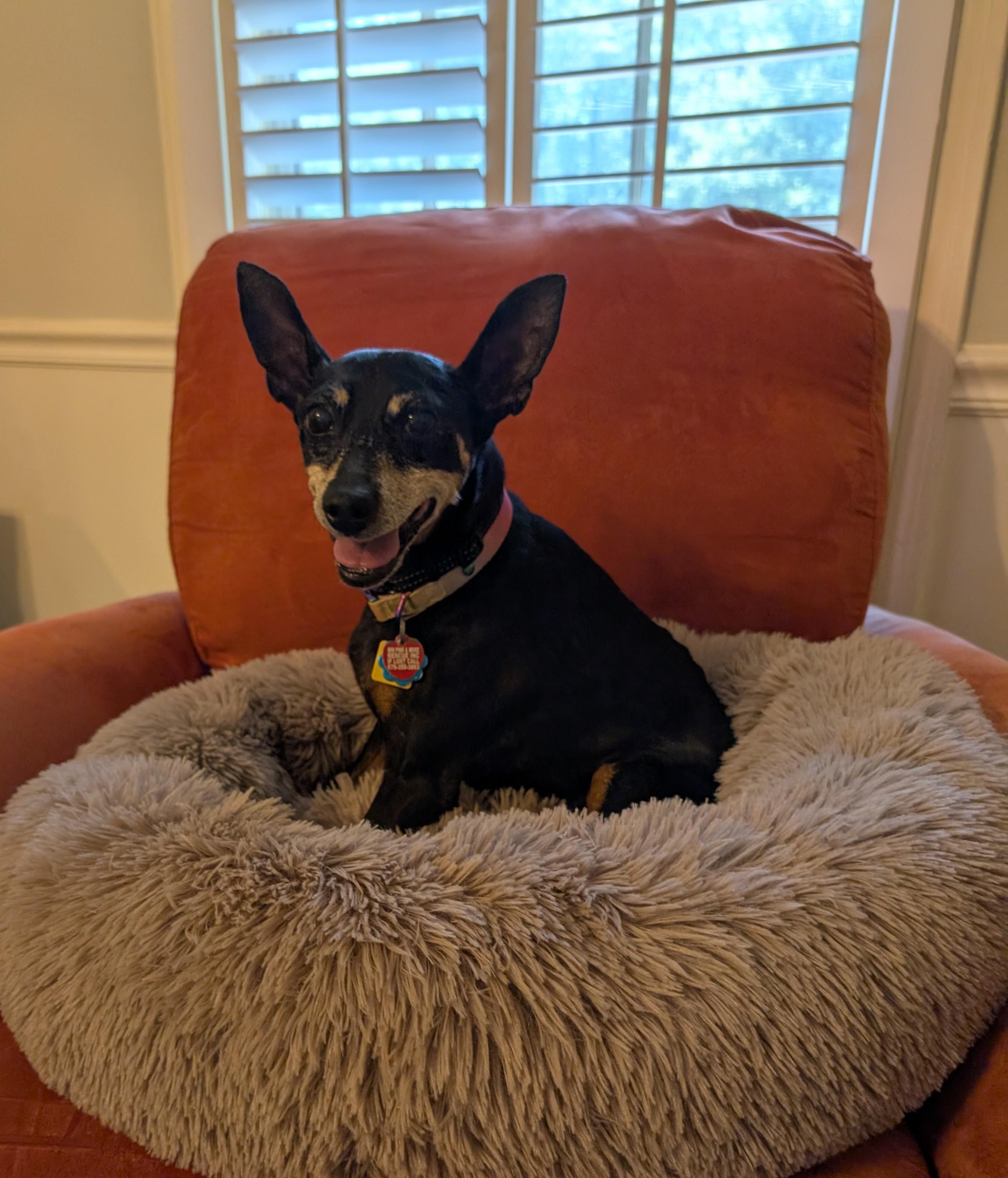 Ari, a Adoptable Miniature Pinscher in Duluth, GA image 5/5