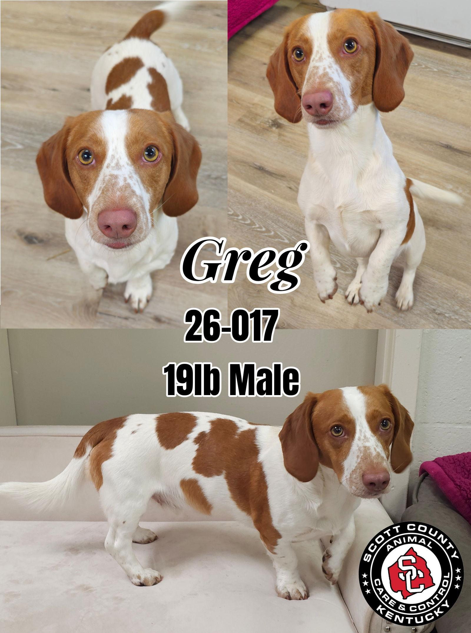Greg, Adopted, Adult Male Beagle & Dachshund.