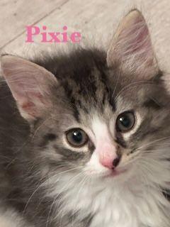Pixie