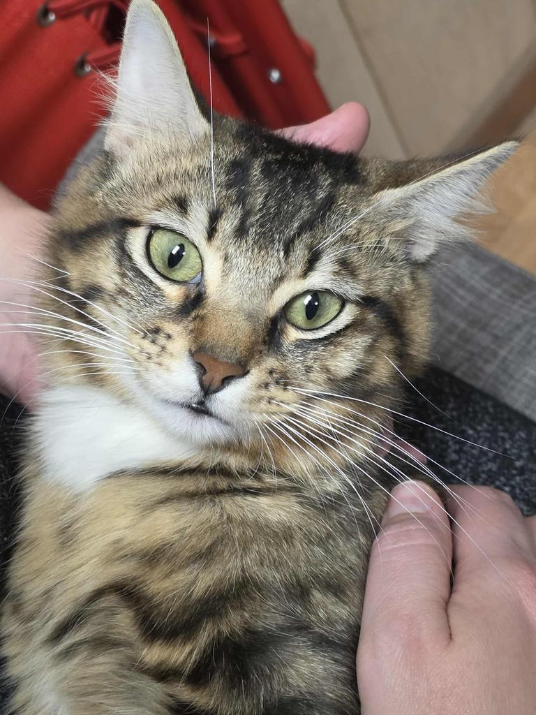 Enlarge Blake, a Adoptable mixed breed in El Dorado, AR image 3/5