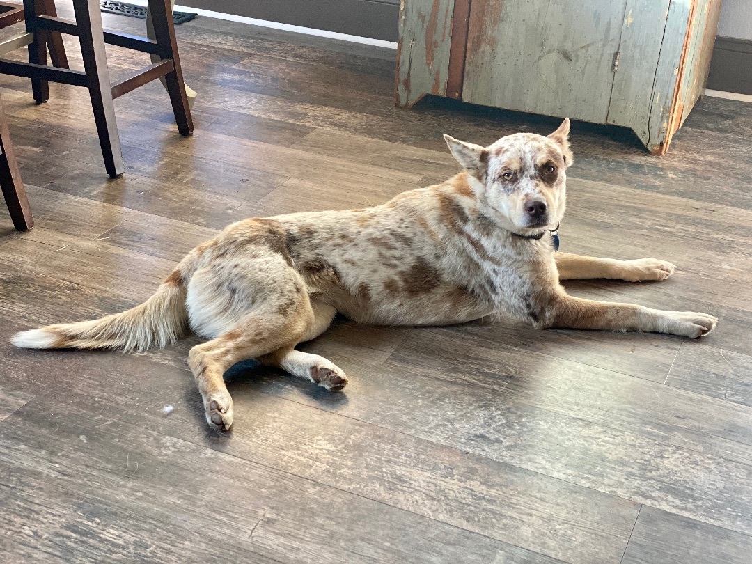 Dolly, a Adopted mixed breed in Danielsville, GA image 1/4