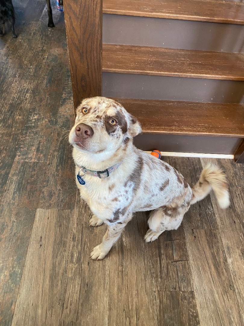 Dolly, a Adopted mixed breed in Danielsville, GA image 2/4