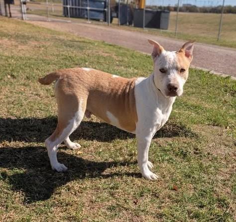 Enlarge Jarvis , a ADOPTABLE mixed breed in Cleburne, TX image 1/1