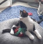 Echo, Adoptable, Kitten Female Domestic Medium Hair.