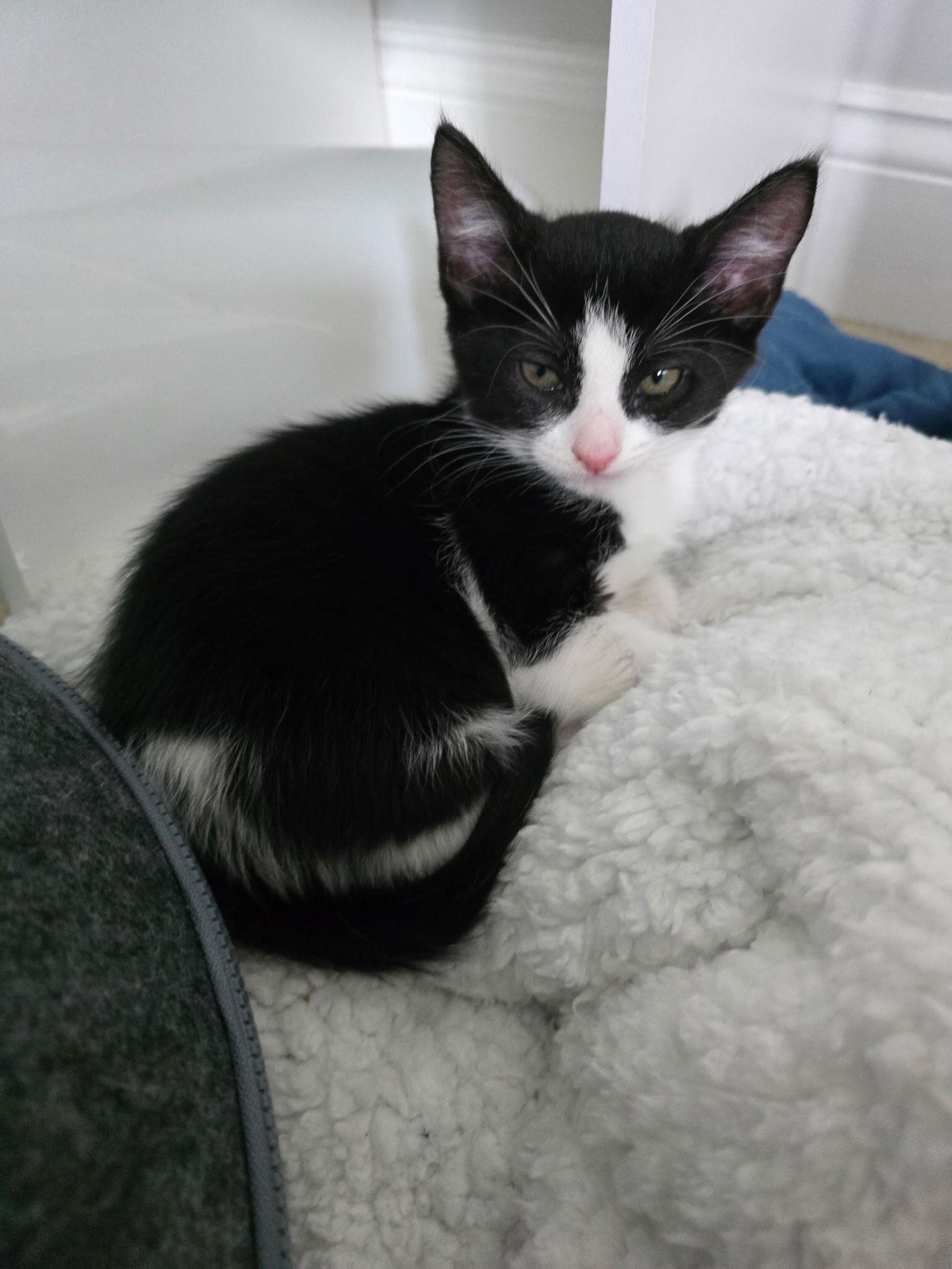 Echo, a Adoptable Domestic Medium Hair in FITCHBURG, MA image 3/5