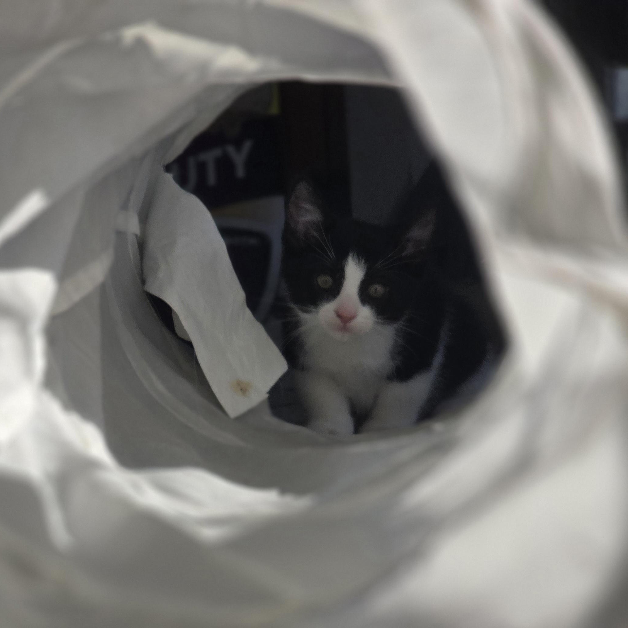 Echo, a Adoptable Domestic Medium Hair in FITCHBURG, MA image 5/5