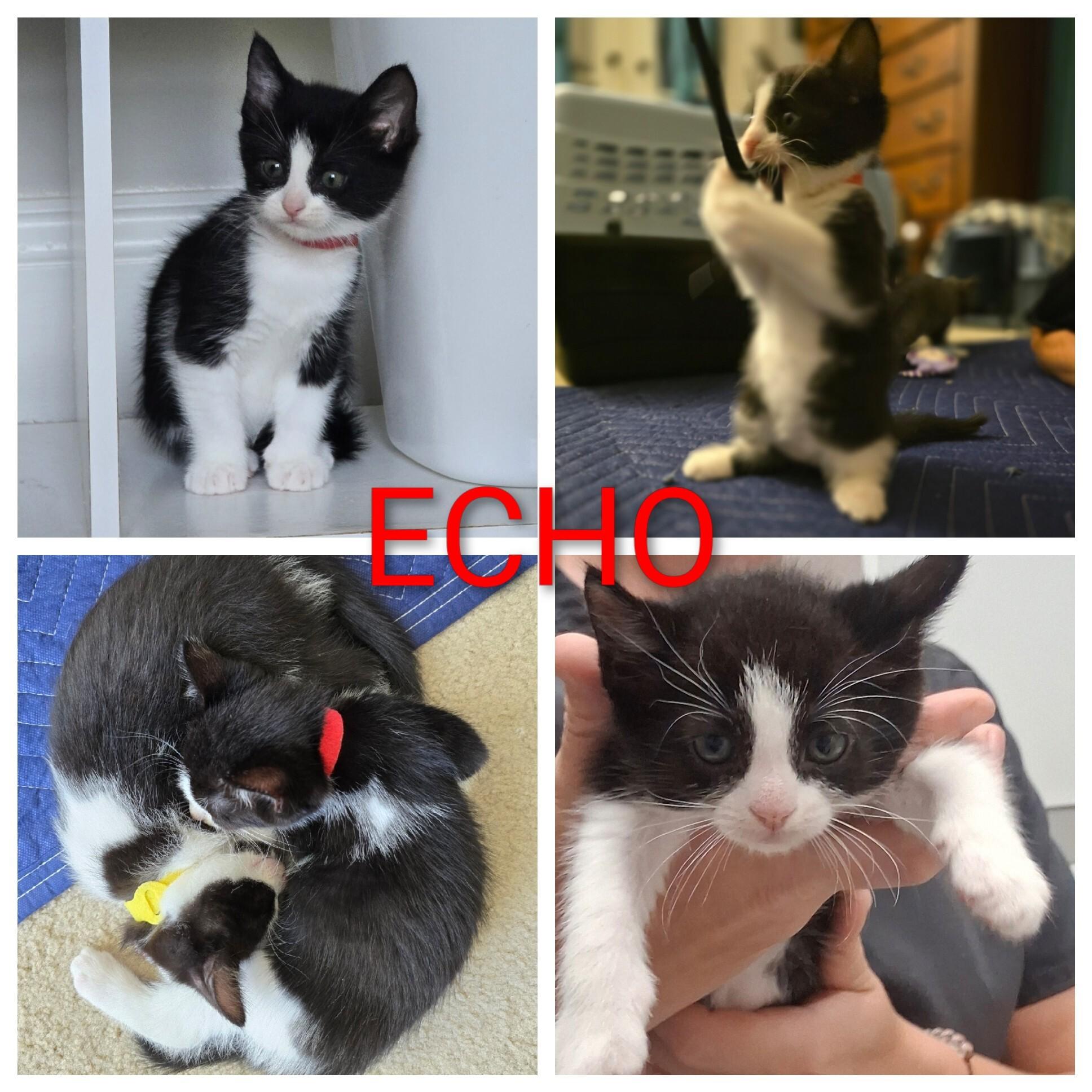 Echo, a Adoptable Domestic Medium Hair in FITCHBURG, MA image 4/5