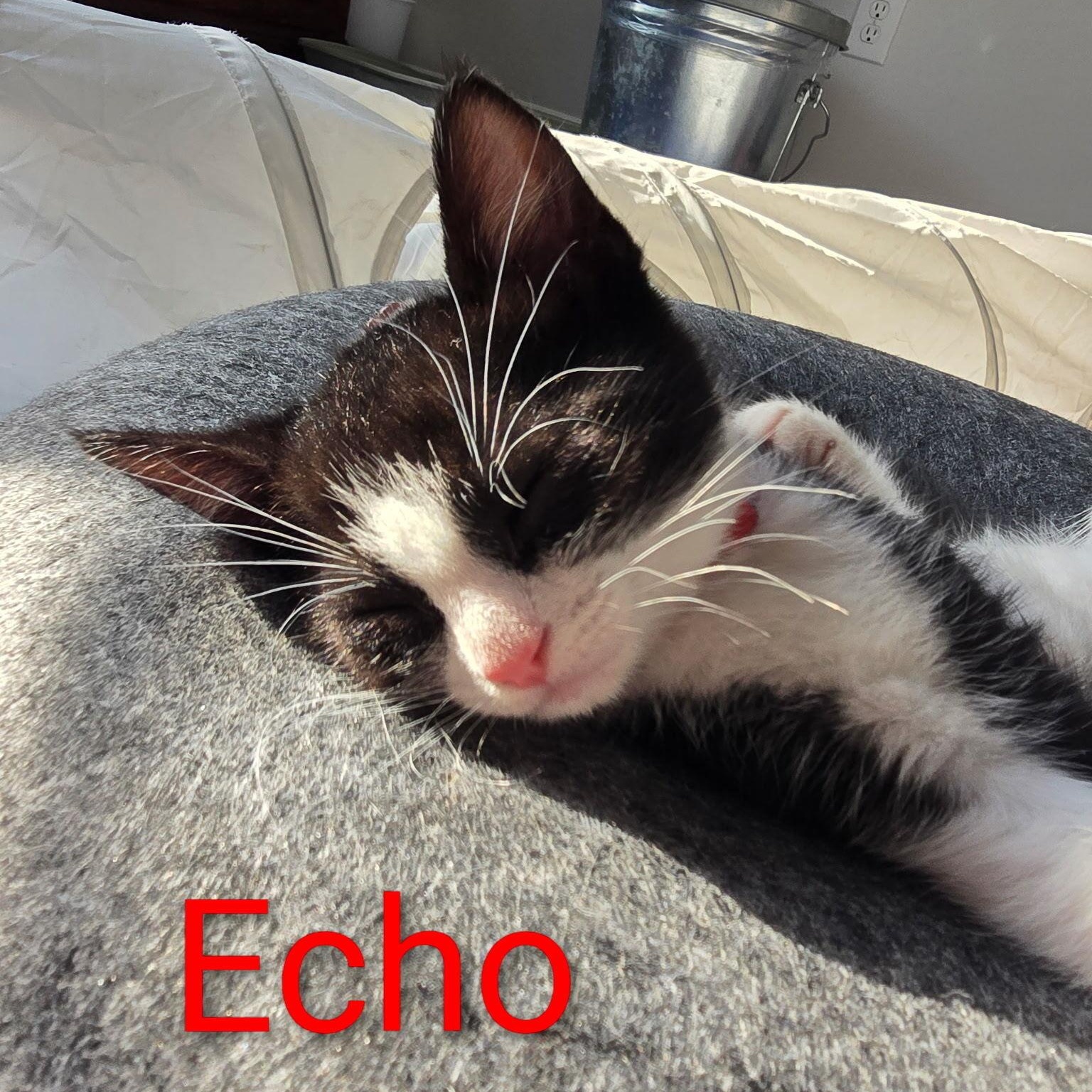 Echo, a Adoptable Domestic Medium Hair in FITCHBURG, MA image 2/5