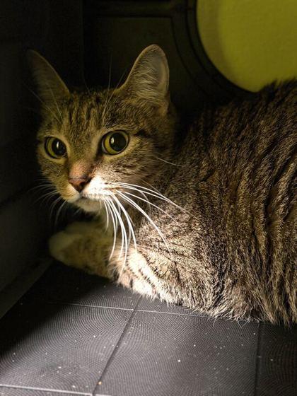 Enlarge Mrs. Kitty, a Adoptable mixed breed in Daytona Beach, FL image 1/2