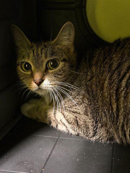 Enlarge Mrs. Kitty, a Adoptable mixed breed in Daytona Beach, FL image 2/2