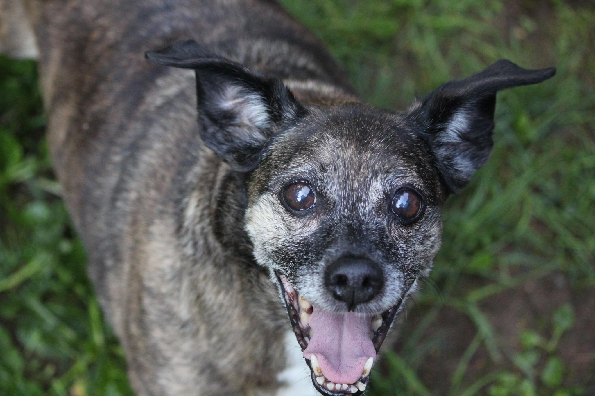 Pearl, Senior Female Bull Terrier