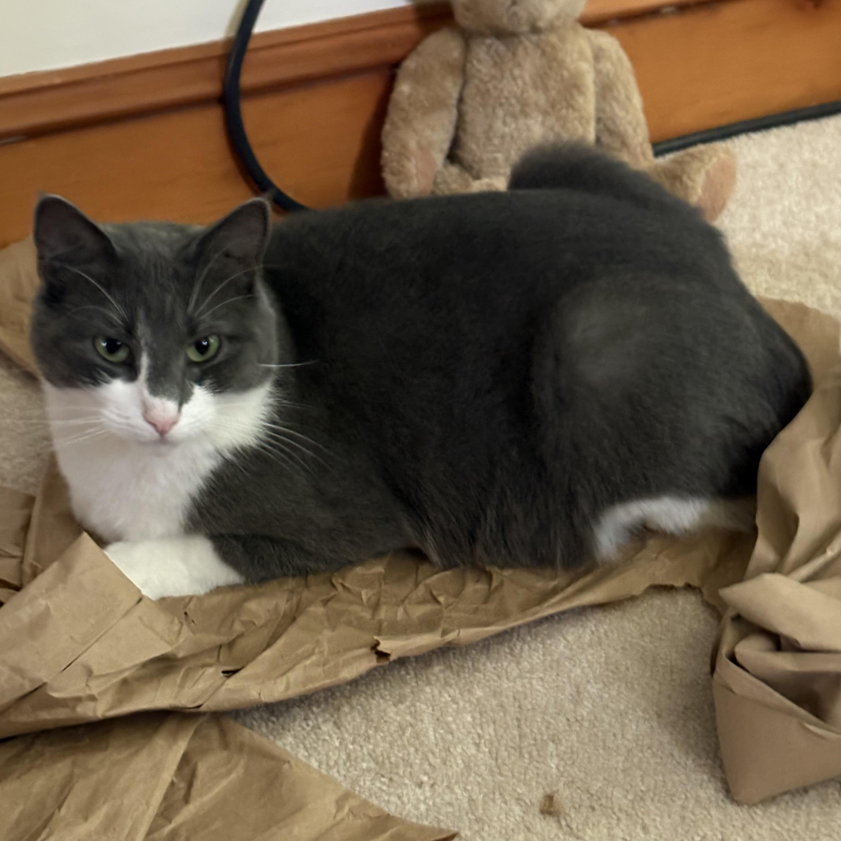 Corvus, a Adoptable Domestic Short Hair in Westfield, MA image 2/6