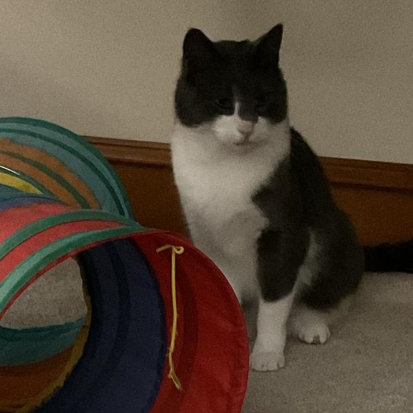 Corvus, a Adoptable Domestic Short Hair in Westfield, MA image 6/6