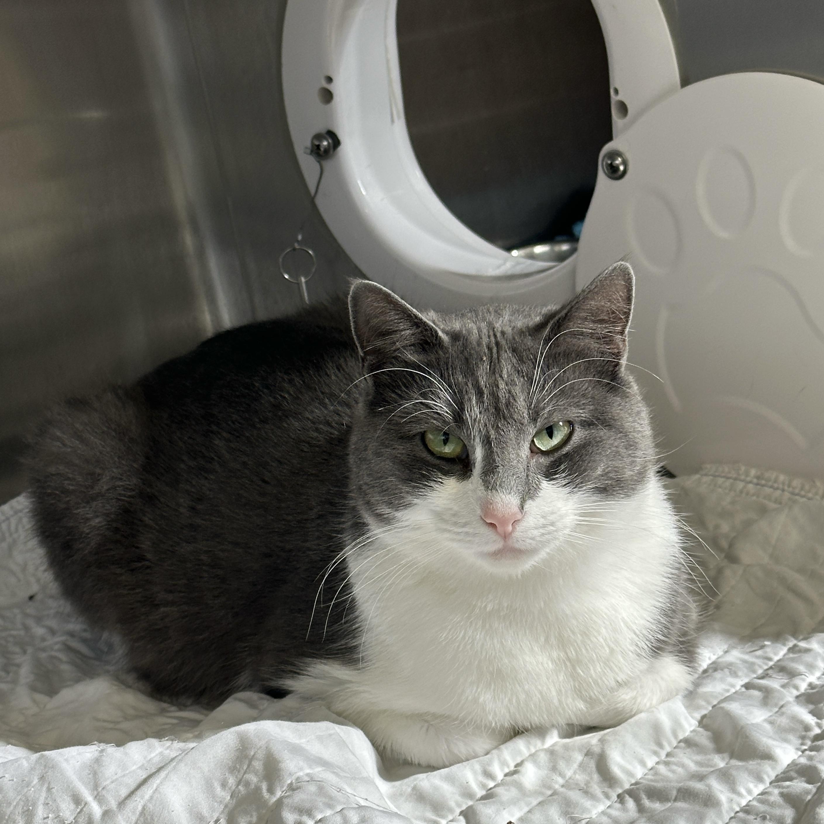 Corvus, Adoptable, Adult Female Domestic Short Hair.