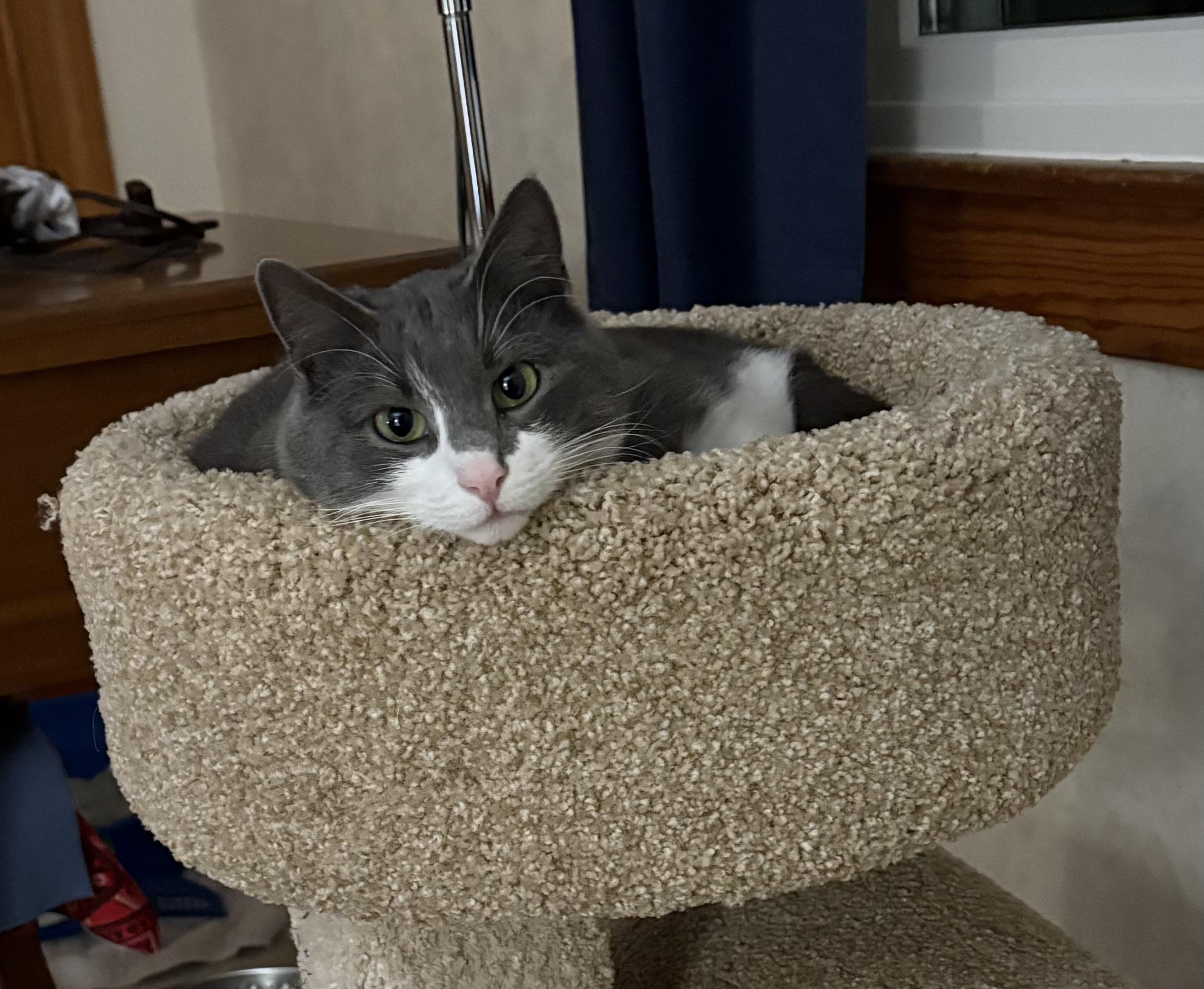 Corvus, a Adoptable Domestic Short Hair in Westfield, MA image 3/6