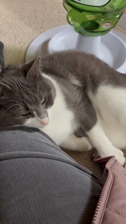 Enlarge Corvus, a Adoptable Domestic Short Hair in Westfield, MA video 5/6