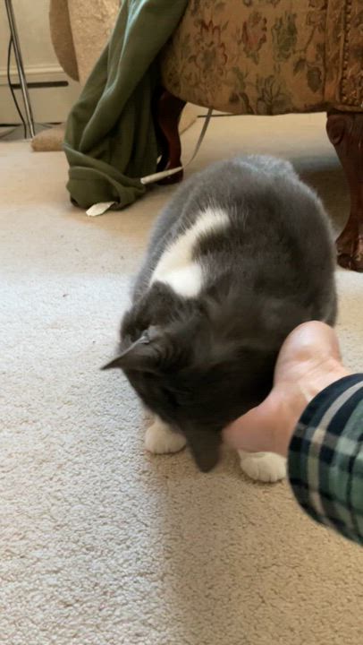 Enlarge Corvus, a Adoptable Domestic Short Hair in Westfield, MA video 4/6