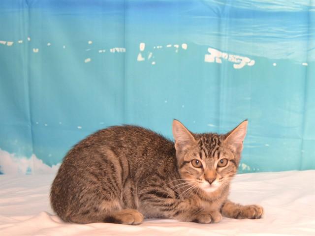 Enlarge ABBY, a Adoptable mixed breed in Oroville, CA image 1/1