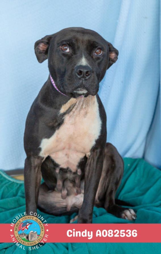 CINDY, Adoptable, Young Female American Bulldog & Mixed Breed.