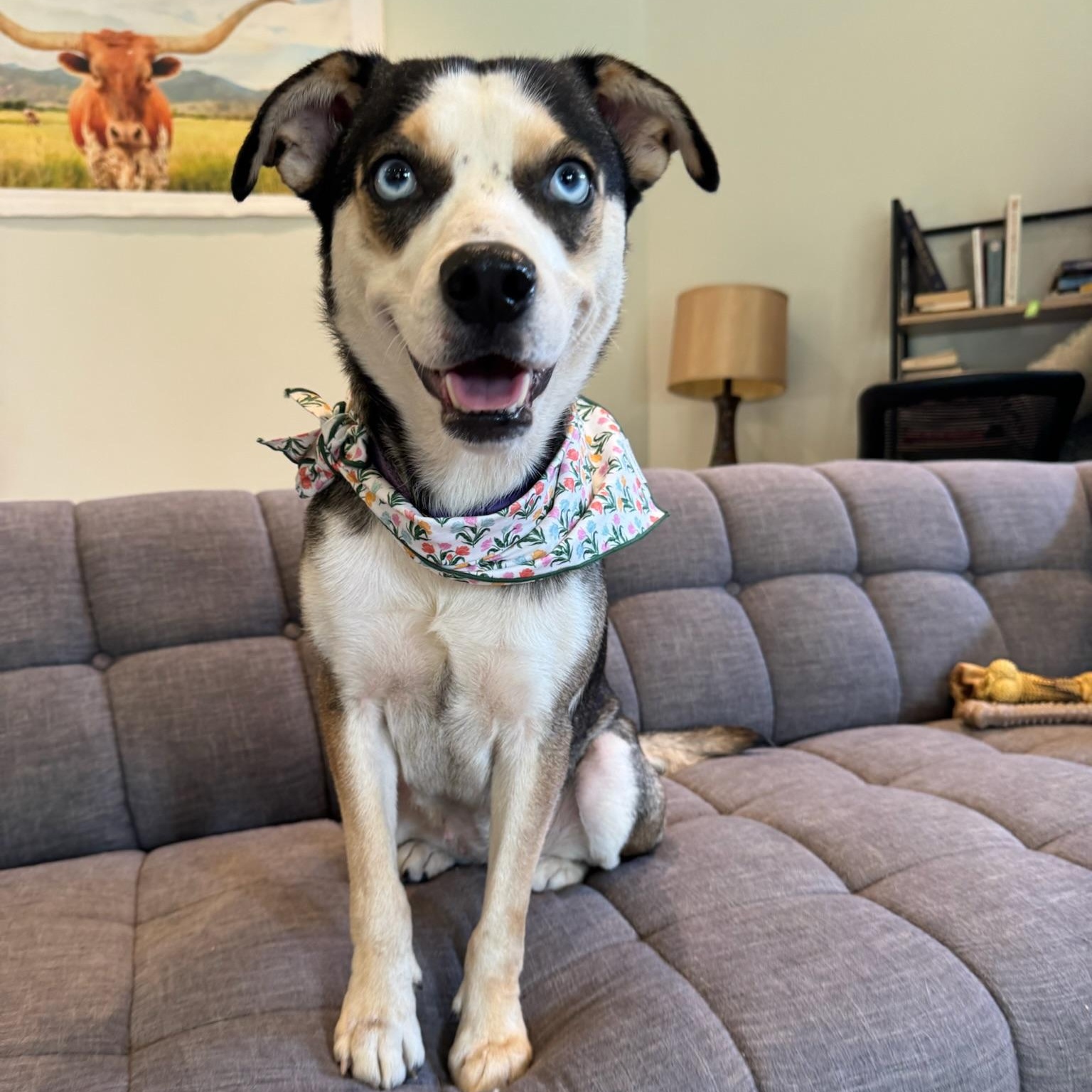 Beyonce, Adoptable, Adult Female Labrador Retriever & Catahoula Leopard Dog.