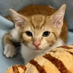 Dannon, an adopted Tabby in Green Valley, AZ image 1/4