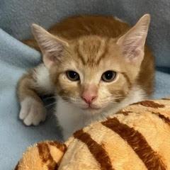 Dannon, an adopted Tabby in Green Valley, AZ image 4/4