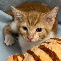 Dannon, an adopted Tabby in Green Valley, AZ image 3/4