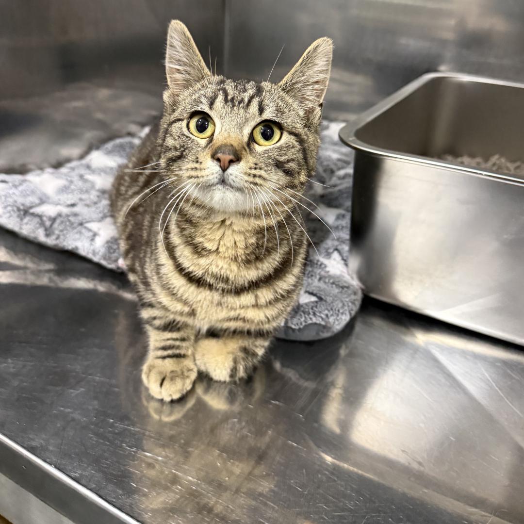 Enlarge Chase, a ADOPTABLE Domestic Short Hair in Bridgeville, PA image 1/1