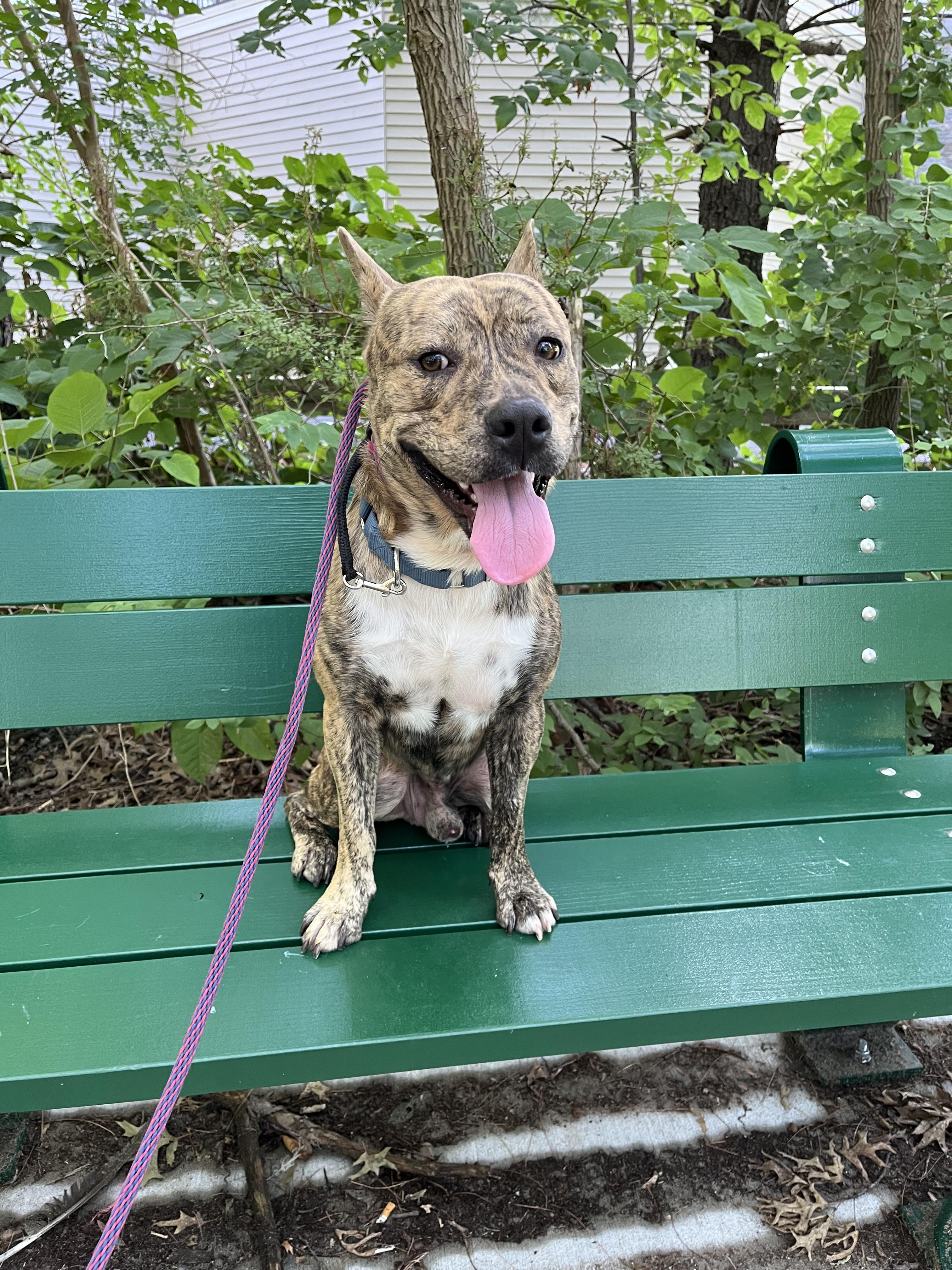 Cedar, Adopted, Young Male Mixed Breed.