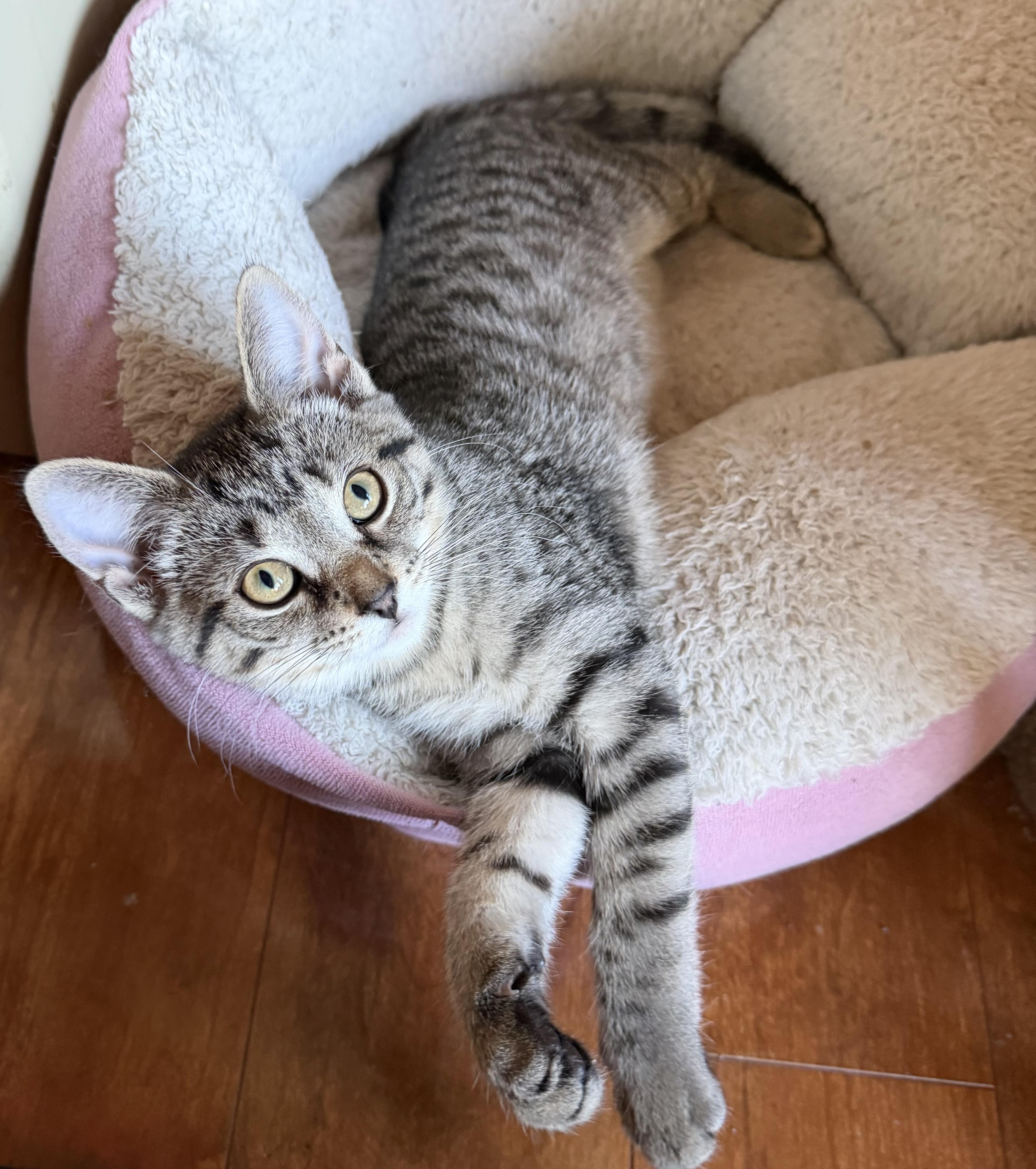 Mabel, Adoptable, Kitten Female Domestic Short Hair.