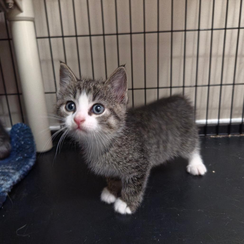 Enlarge Mocha, a Adoptable Domestic Short Hair in Meadow Lake, SK image 1/1