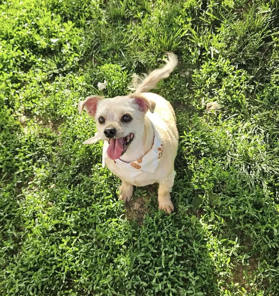 Enlarge Peanut, a Adoptable mixed breed in Richmond, KY image 1/6