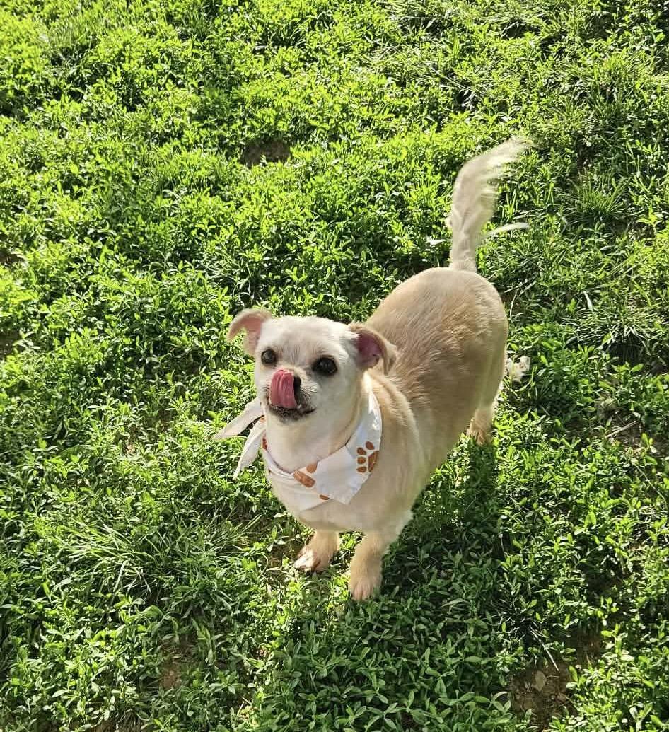 Enlarge Peanut, a Adoptable mixed breed in Richmond, KY image 2/6