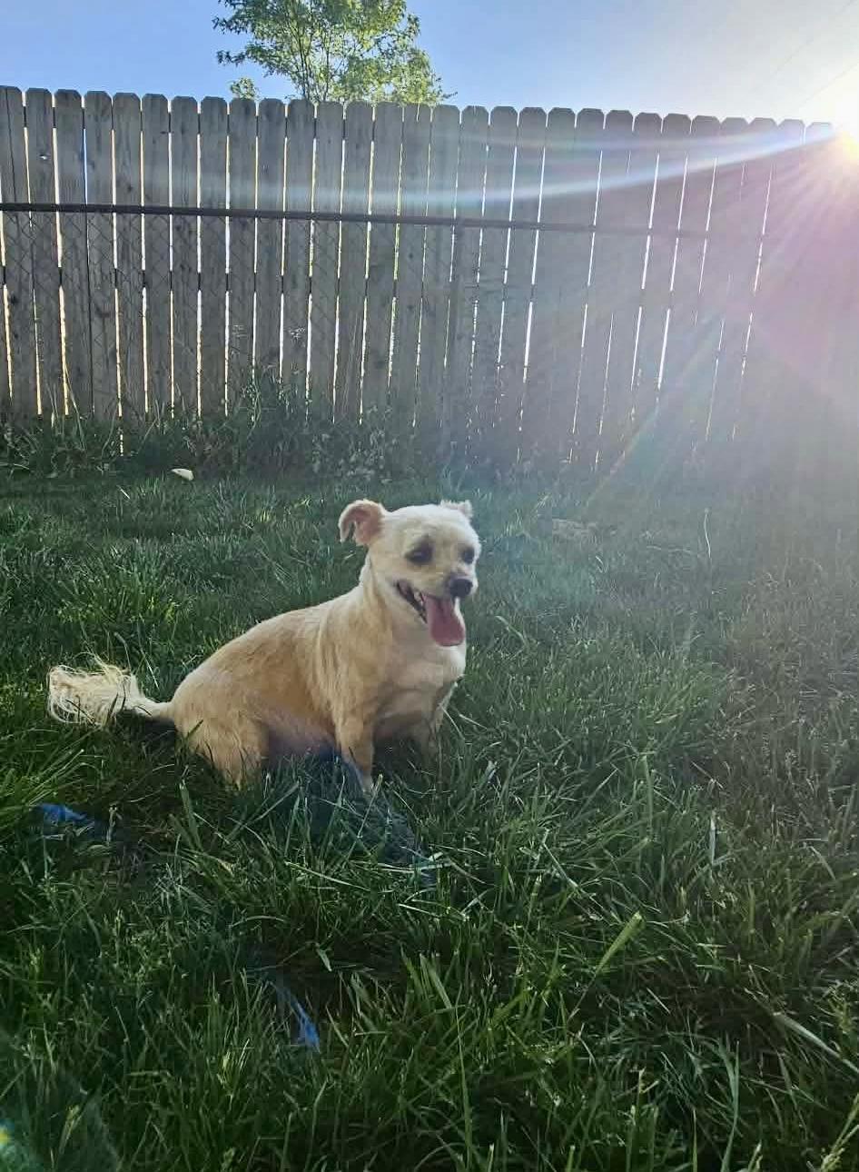 Enlarge Peanut, a Adoptable mixed breed in Richmond, KY image 3/6