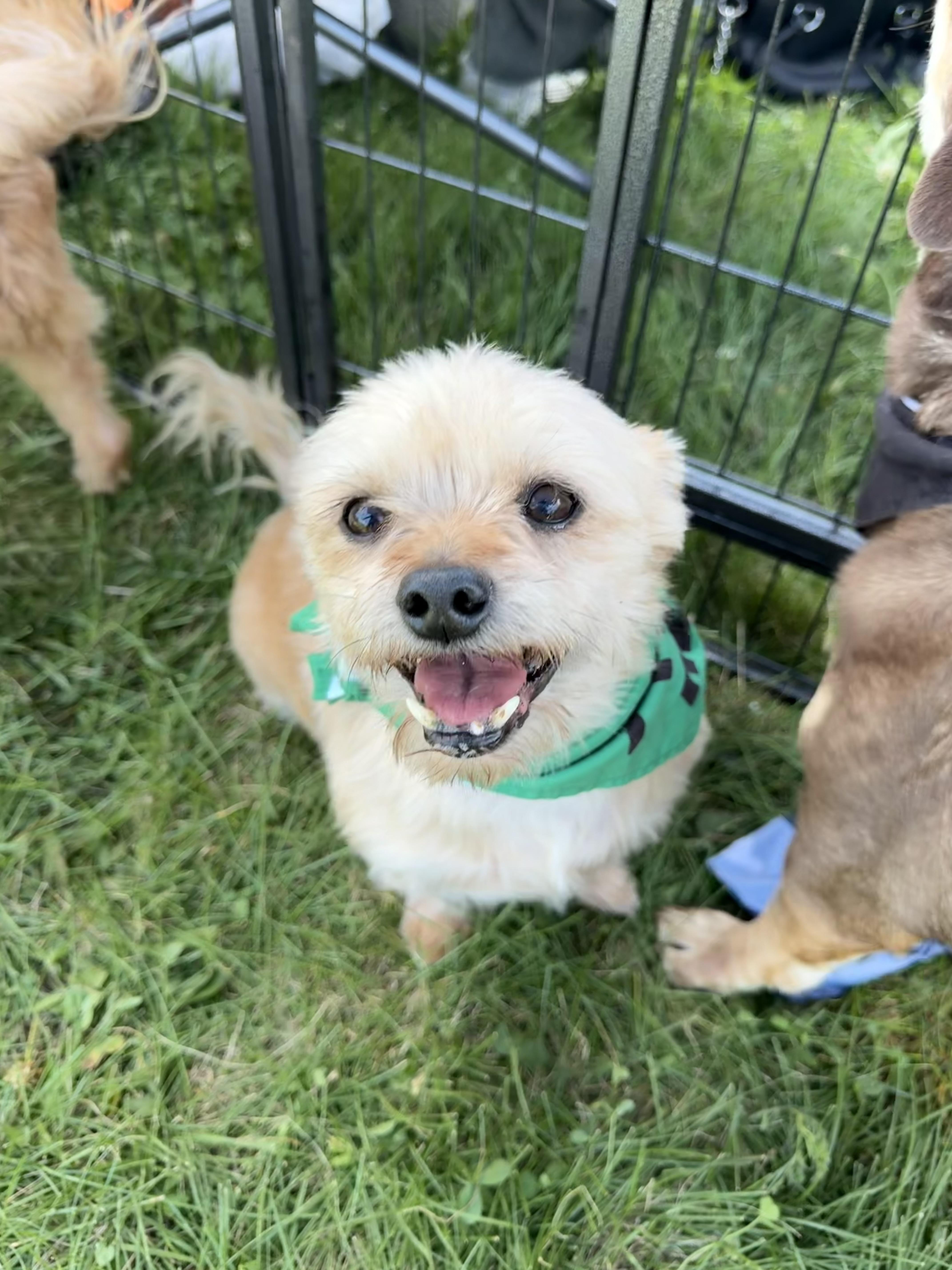Peanut, a Adoptable mixed breed in Richmond, KY image 3/6