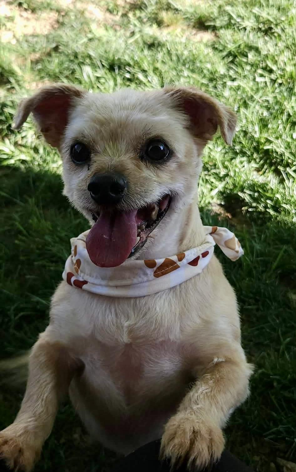 Enlarge Peanut, a Adoptable mixed breed in Richmond, KY image 4/6