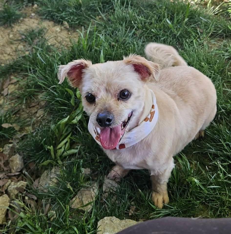 Enlarge Peanut, a Adoptable mixed breed in Richmond, KY image 5/6