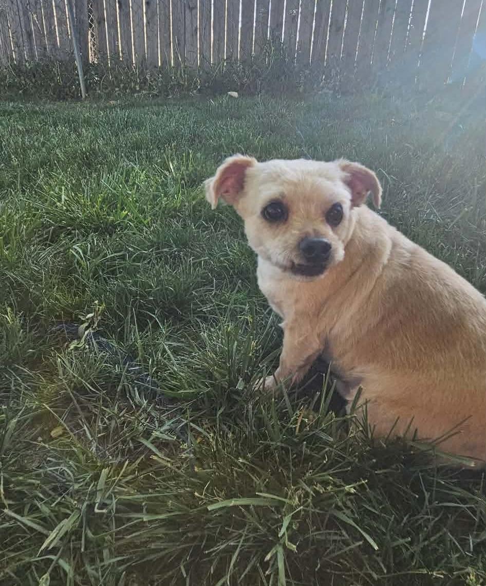 Enlarge Peanut, a Adoptable mixed breed in Richmond, KY image 6/6
