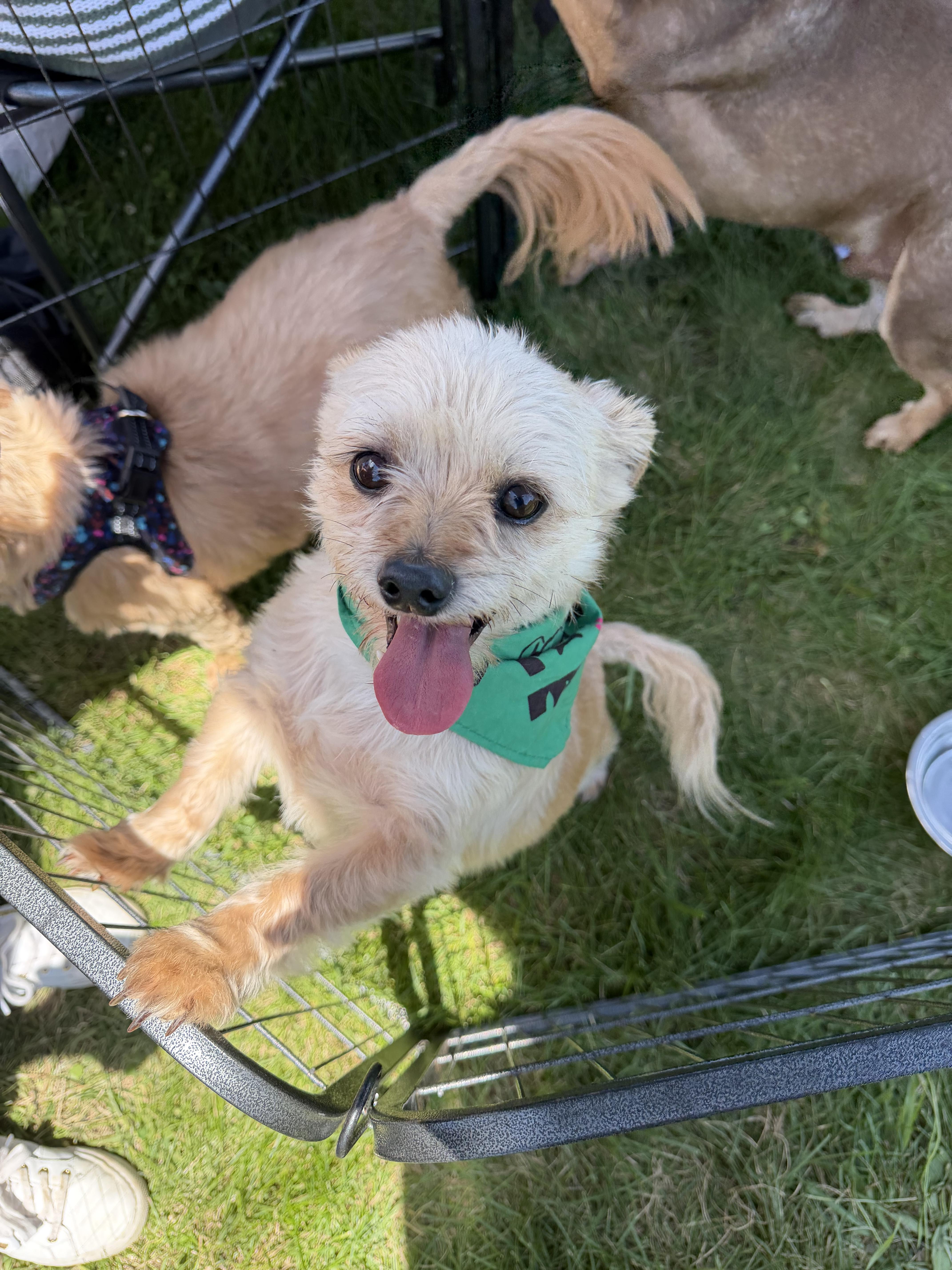 Peanut, a Adoptable mixed breed in Richmond, KY image 6/6