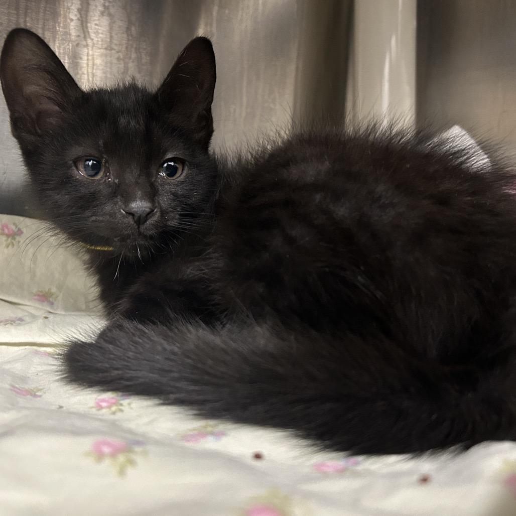 Enlarge Tiramisu, a Adoptable Domestic Short Hair in Dover, NH image 1/1