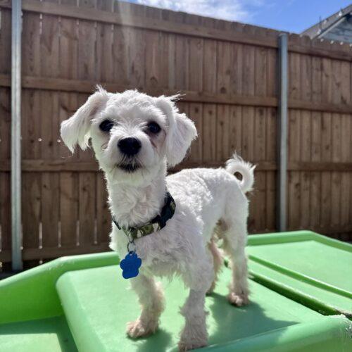 Carl Dean, Adoptable, Young Male Maltese.