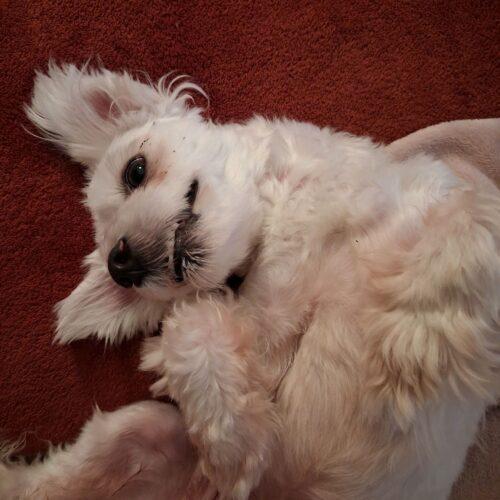 Enlarge Carl Dean, a Adoptable Maltese in Broken Arrow, OK image 2/6