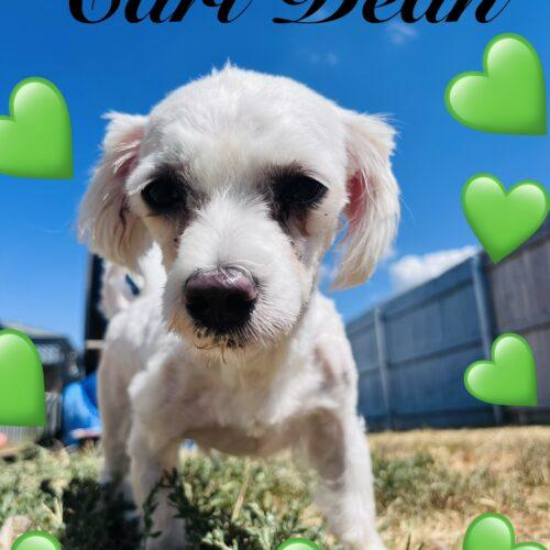 Enlarge Carl Dean, a Adoptable Maltese in Broken Arrow, OK image 3/6