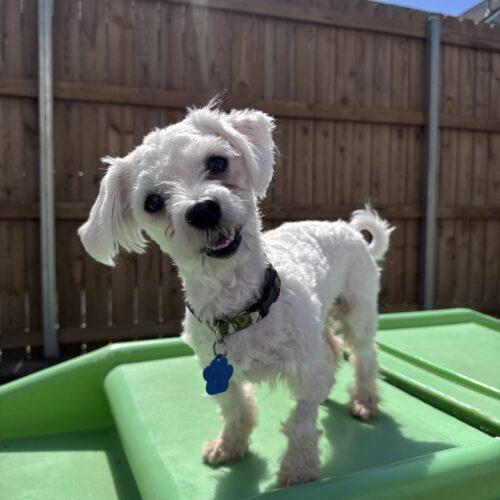 Enlarge Carl Dean, a Adoptable Maltese in Broken Arrow, OK image 4/6