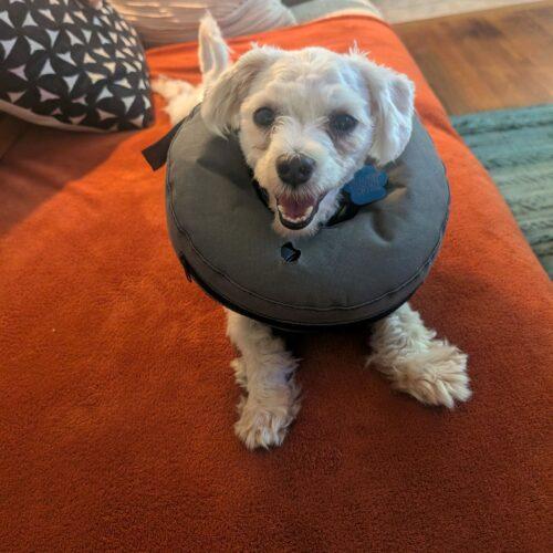 Enlarge Carl Dean, a Adoptable Maltese in Broken Arrow, OK image 5/6