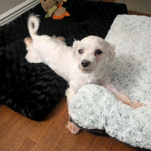 Enlarge Carl Dean, a Adoptable Maltese in Broken Arrow, OK image 6/6