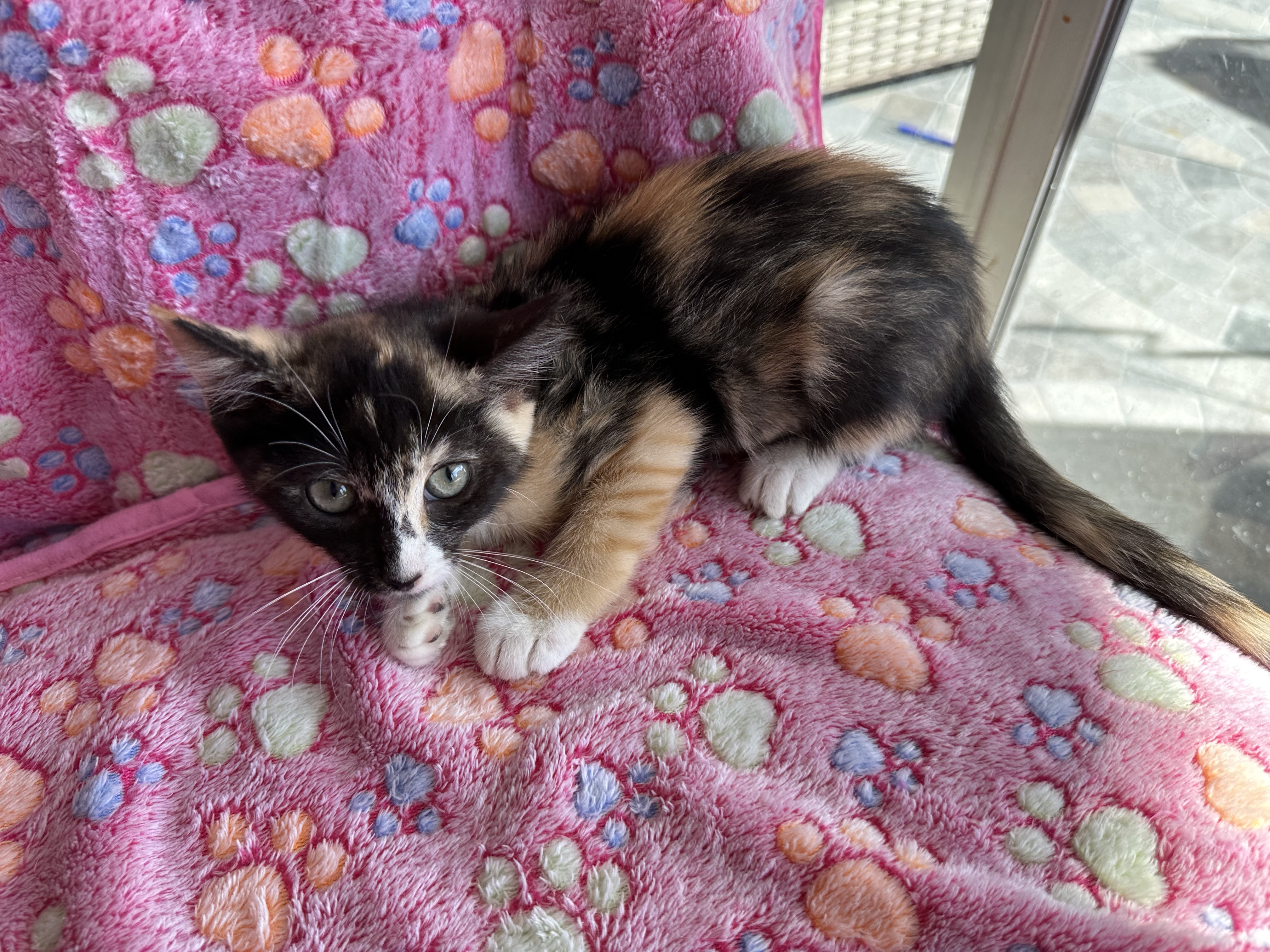 Lizzy, a Adopted mixed breed in New Port Richey, FL image 1/4