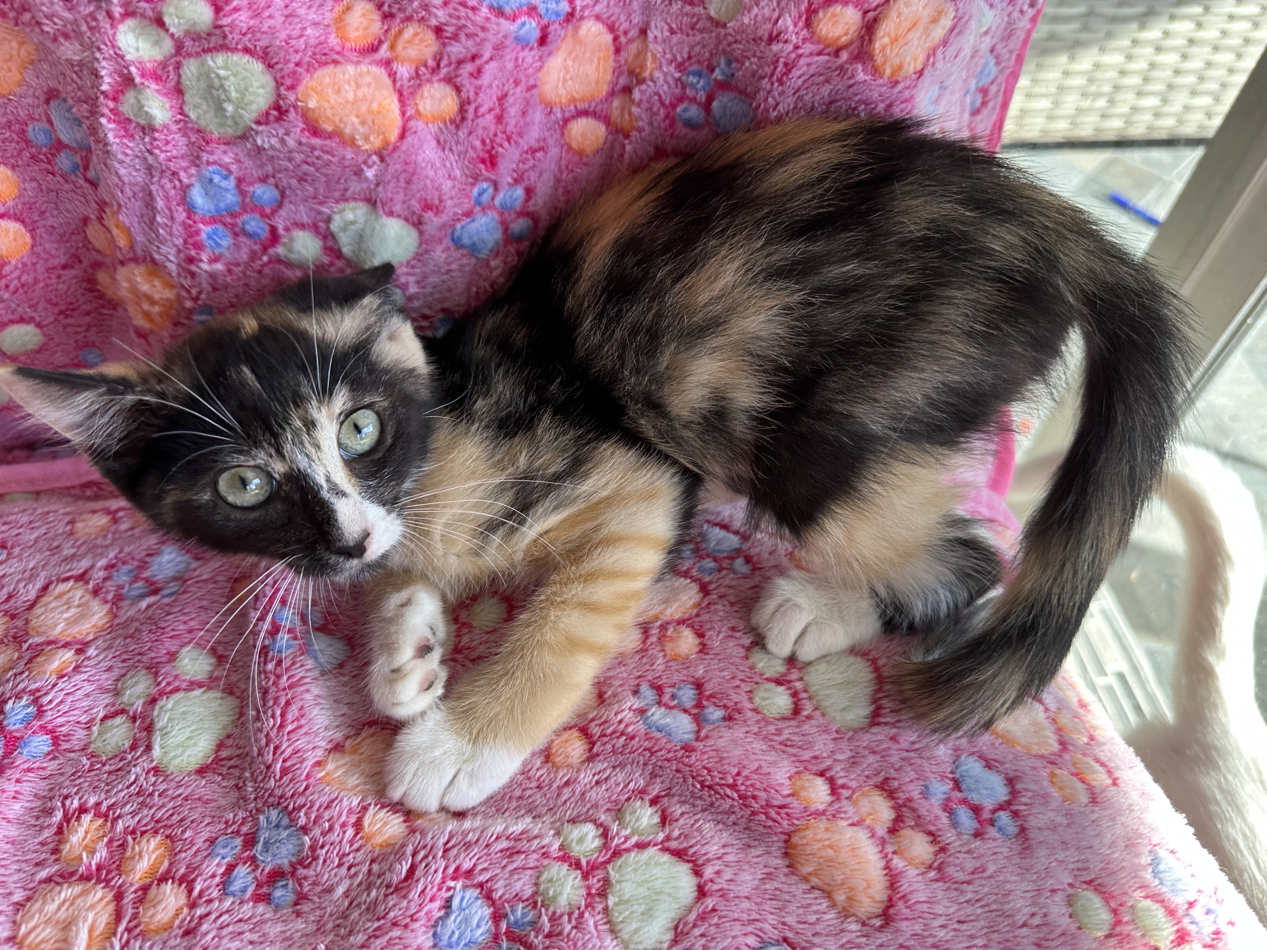 Lizzy, a Adopted mixed breed in New Port Richey, FL image 2/4